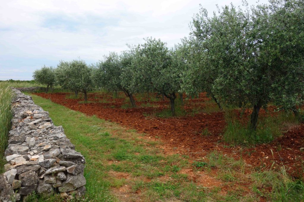 Olivenöl aus Istrien