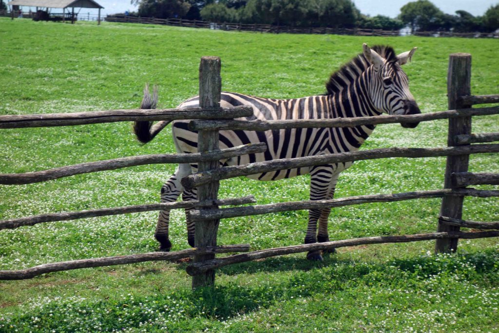 Zebra im Safari-Park auf Veli Brijun