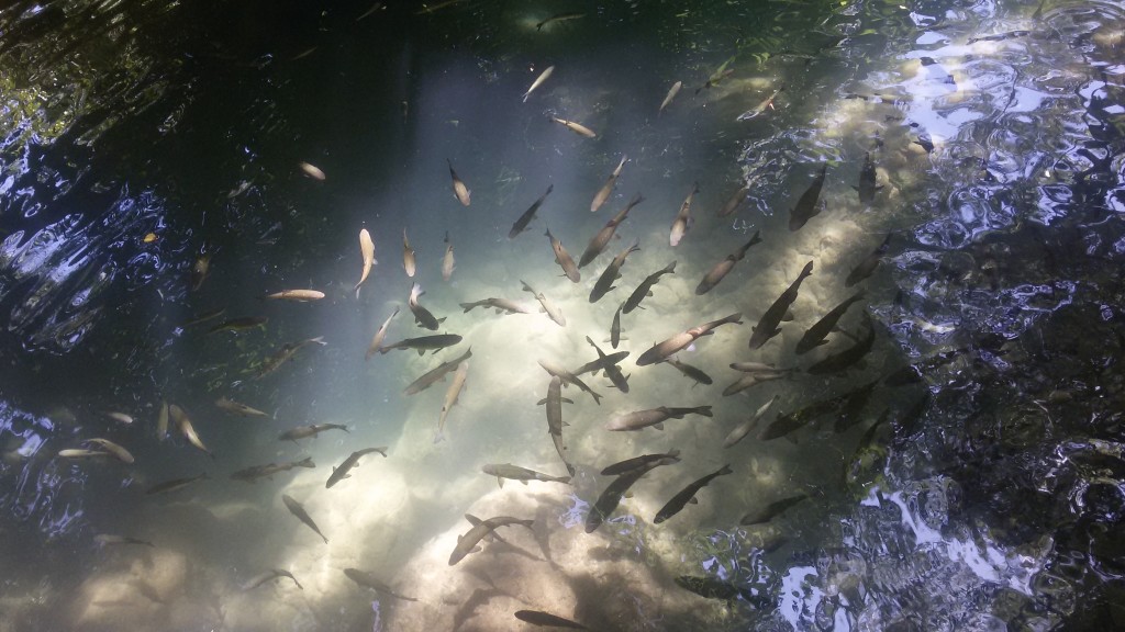 Fische im Krka Nationalpark