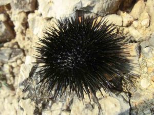 Vorsicht vor Seeigeln im Kroatien-Urlaub