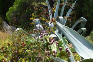 Kroatische Kaktusfeigen im Park Marjan in Split