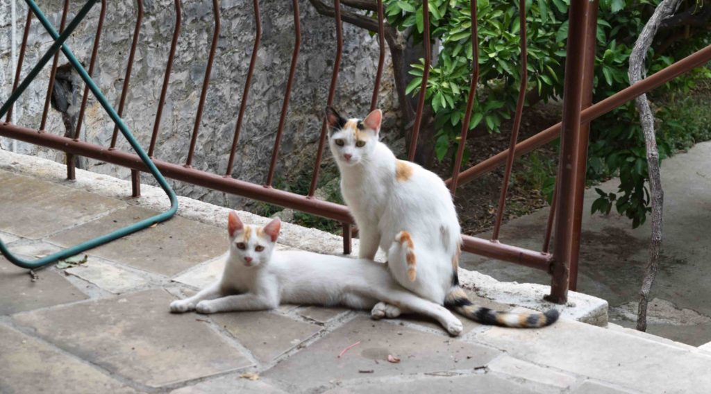 Verliebte Katzen in Skrip auf Brac