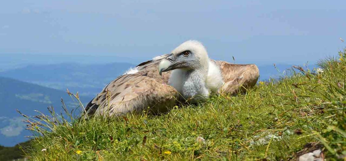 Greifvogel-Schutzzentrum Grifon auf Cres am Ende