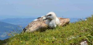 Greifvogel-Schutzzentrum Grifon auf Cres am Ende