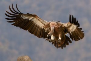 Geier in Kroatien