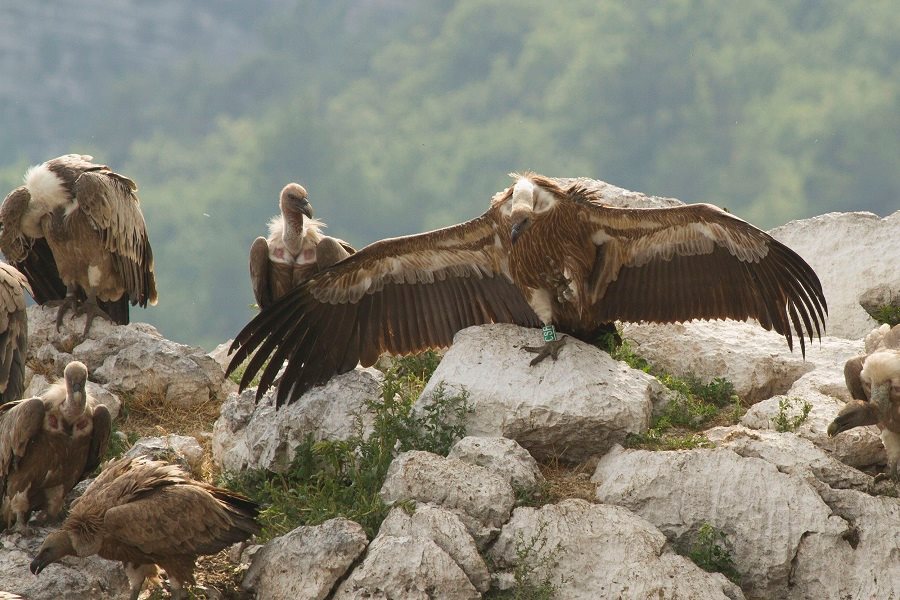 Geier in der Rettungsstation von Grifon, Kroatien