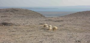 Schafe auf der Insel Pag