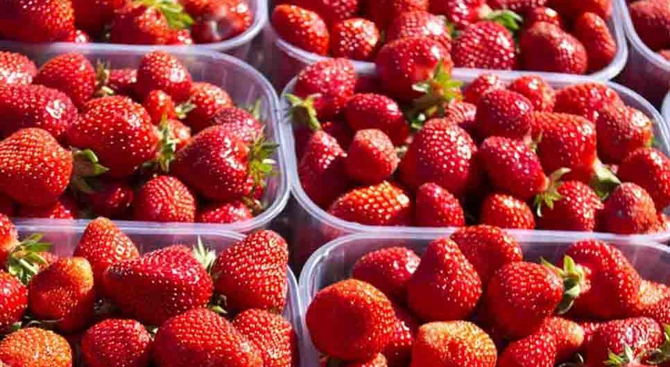 Erdbeerfest in Selce