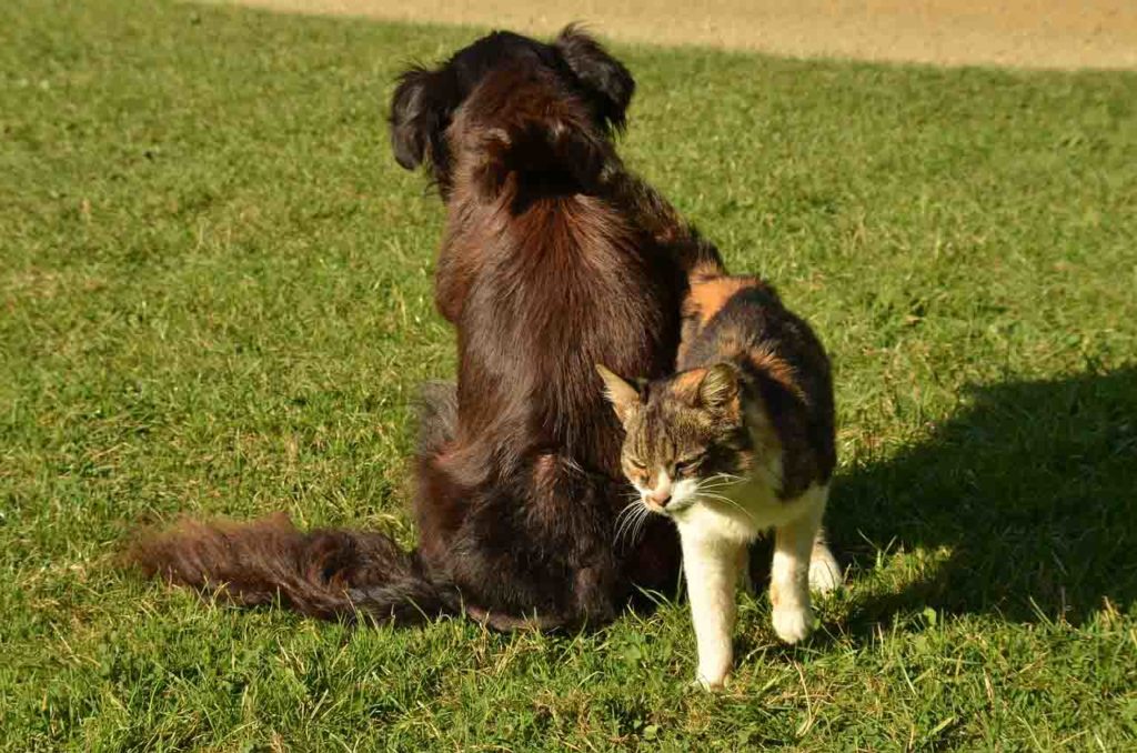 Hund und Katze