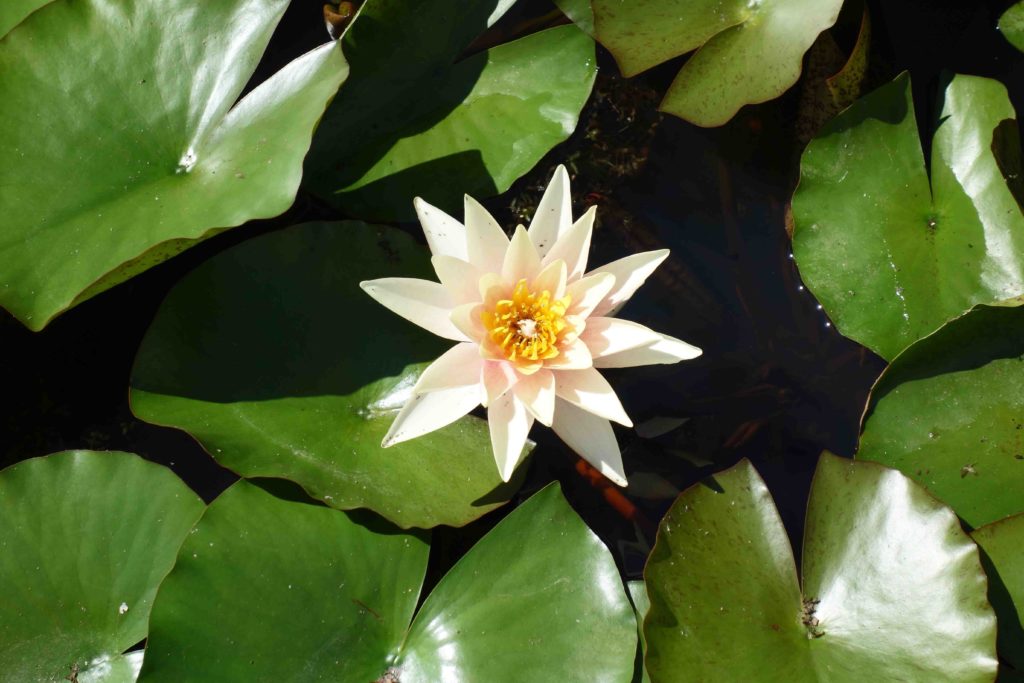 Seerose im Botanischen Garten Zagreb