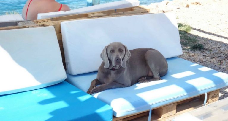 WauwauPizza am Hundestrand Crikvenica Kroatien mit Hund