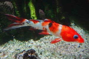 Aquarium Crikvenica