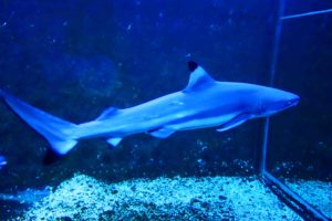 Hai im Aquarium Crikvenica