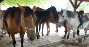 Reiten Manjadvorci Istrien