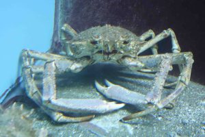 Seespinne im Aquarium Crikvenica