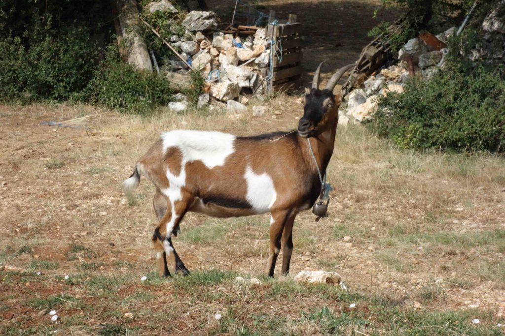 Ziege auf der Ranch Barba Tone