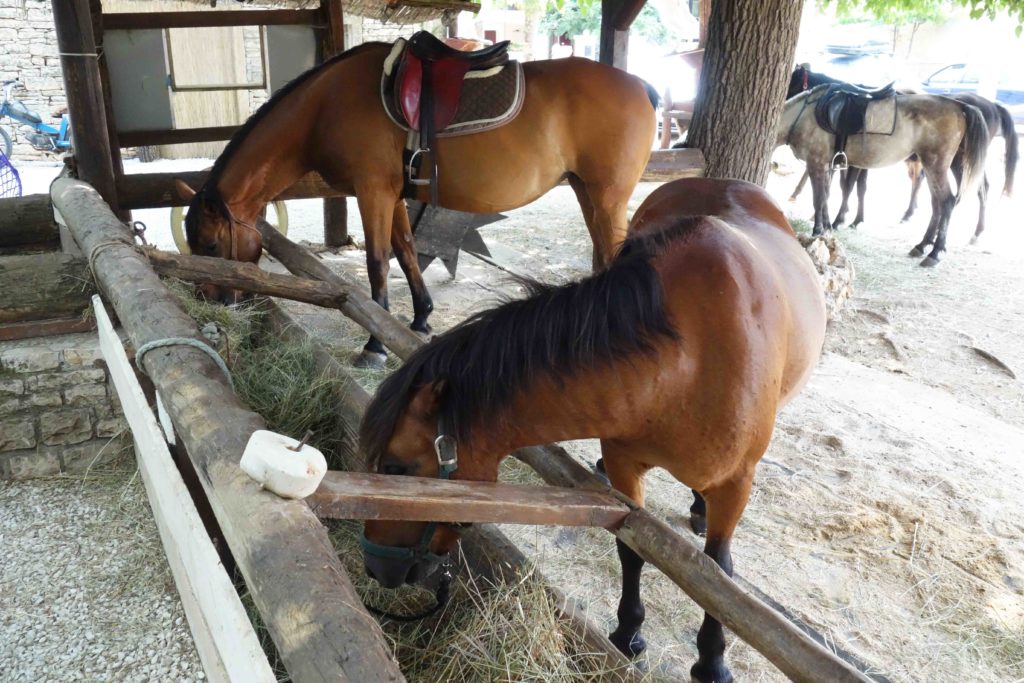 Reiten Manjadvorci Barba Tone