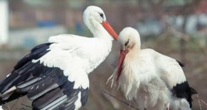 Klepetan und Malena