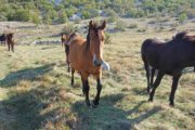 Pferde im Velebit