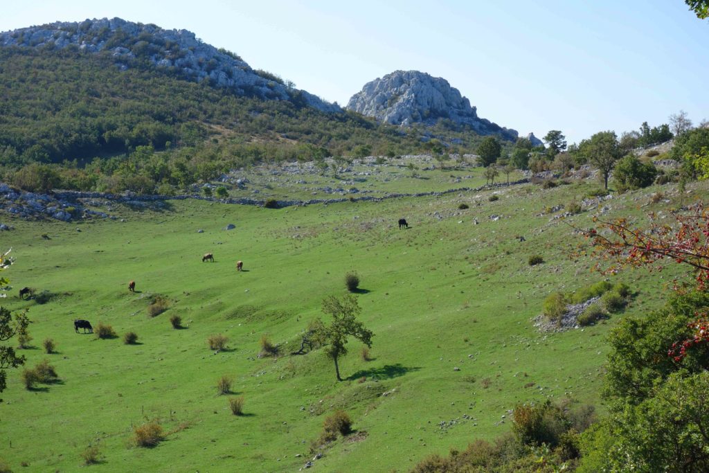 Grasende Kühe im Velebit
