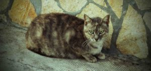 Streunerkatze auf der Insel Ist, Kroatien