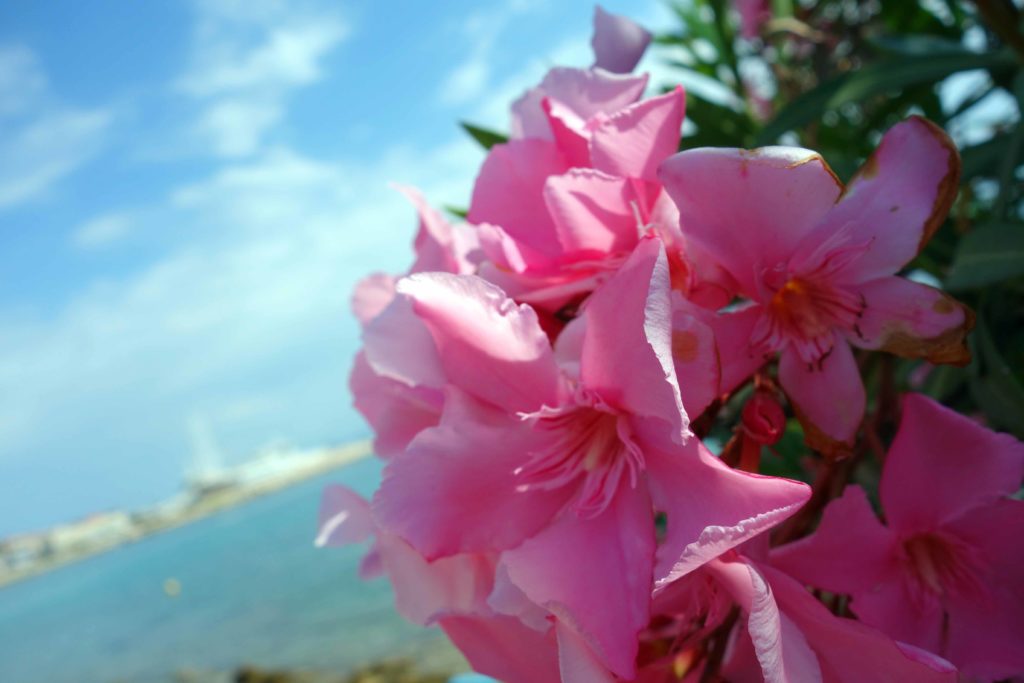 Oleander auf Ugljan, Kroatien