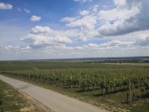 Weinberg in Baranja