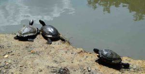 Schildkröten im Park Maksimir Zagreb