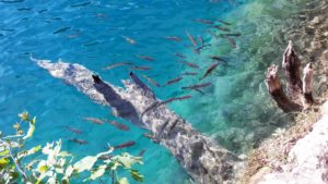Fische in den Plitvicer Seen