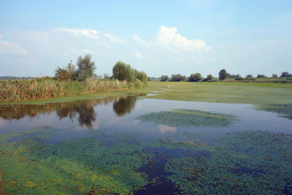 Sumpf im Naturpark Kopacki rit