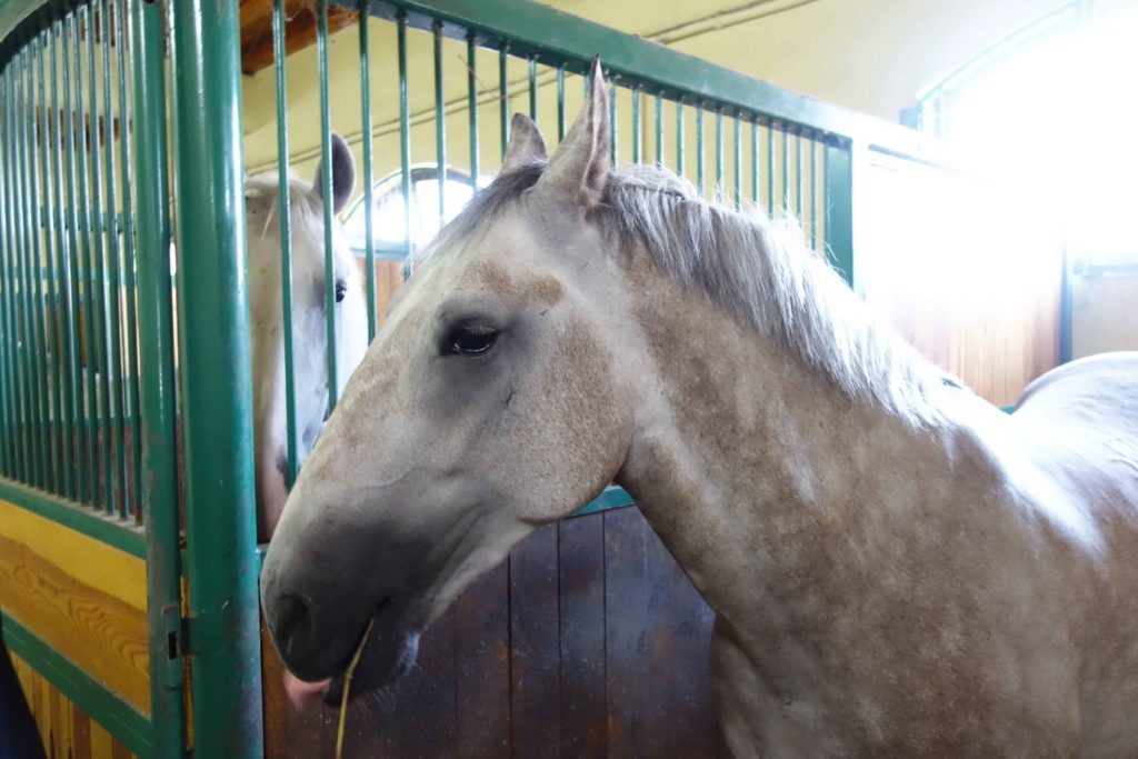 Lipizzaner-Zucht in Slawonien