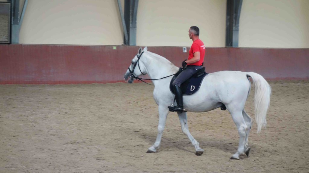 Lipizzaner in Dakovo, Kroatien