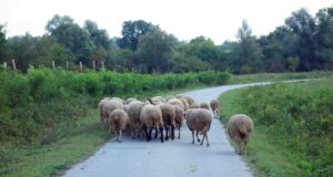 Schafe in Baranja, Kroatien