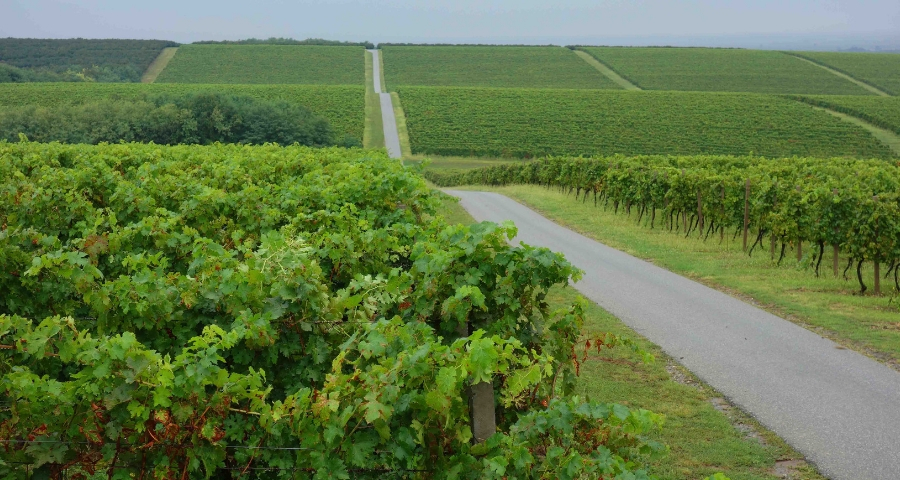 Radtour in Baranja mit Weinbergen