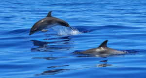 Rettung der Adria-Delfine