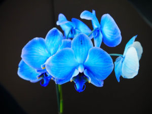 Blaue Orchideen