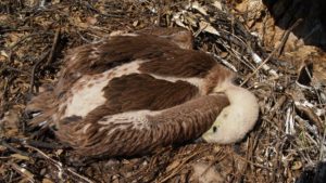 Gänsegeier-Küken beringen in Kroatien