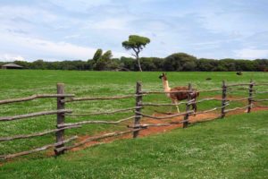 Safari-Park im Nationalpark Brijuni