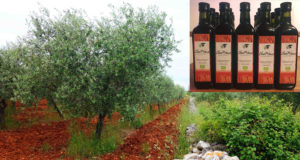 Olea Prima Bio Olivenöl, Vodnjan