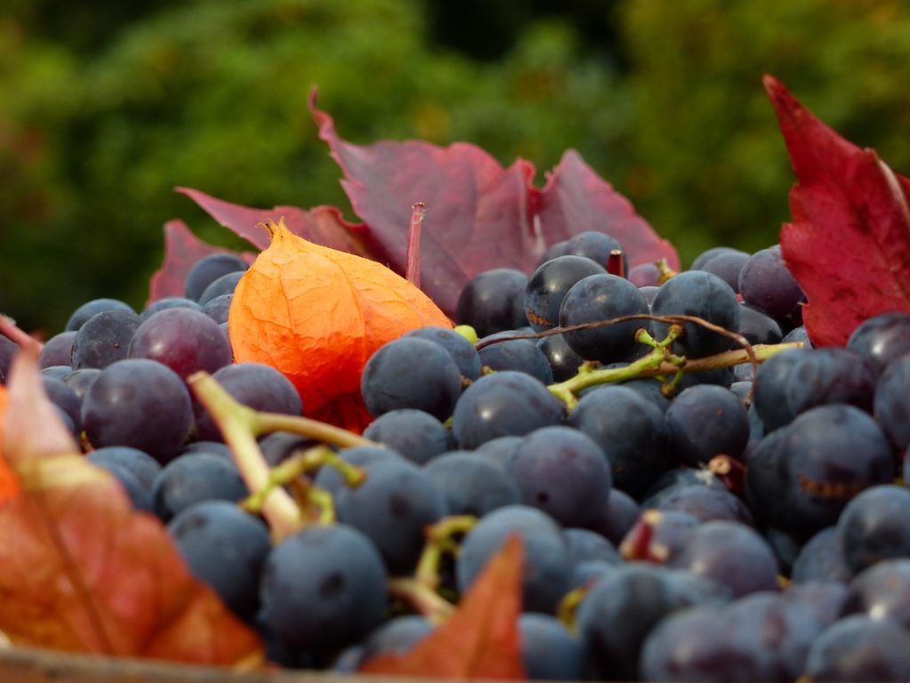 Trauben für Rotwein