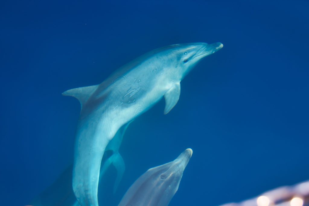Delfine in Kroatien