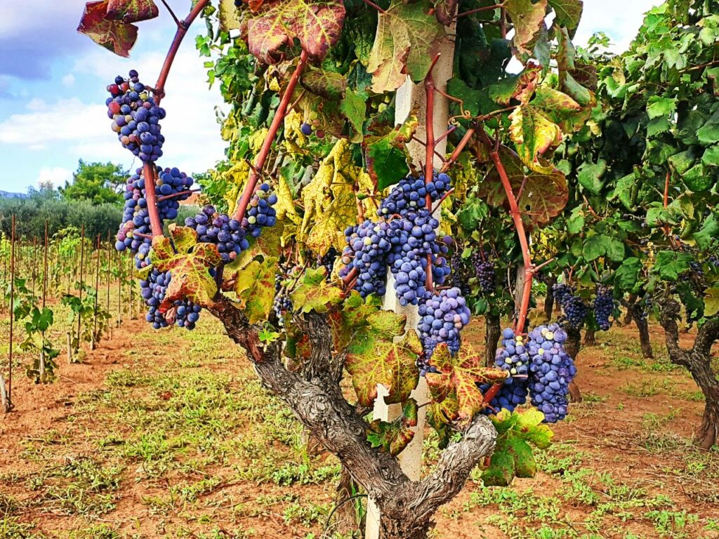 Weinberg auf Korcula