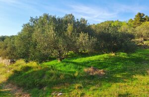 Natur auf Zlarin