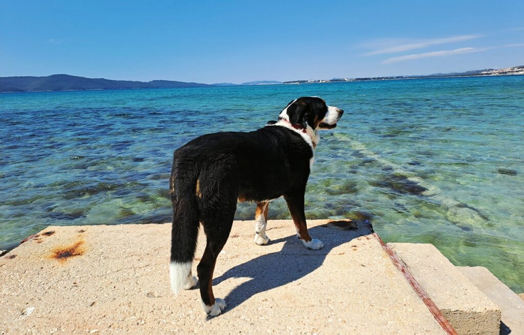 Hund Monti blickt auf die Adria