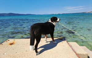 Hund Monti blickt auf die Adria